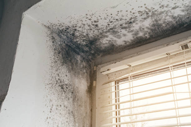 Trusted Attic Mold Removal service in Kenvil, NJ - Cheap Mold Removal